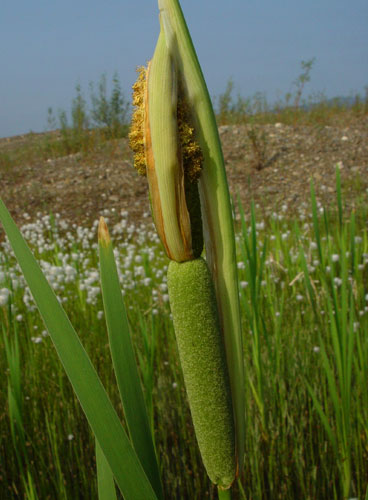 Typha latifolia